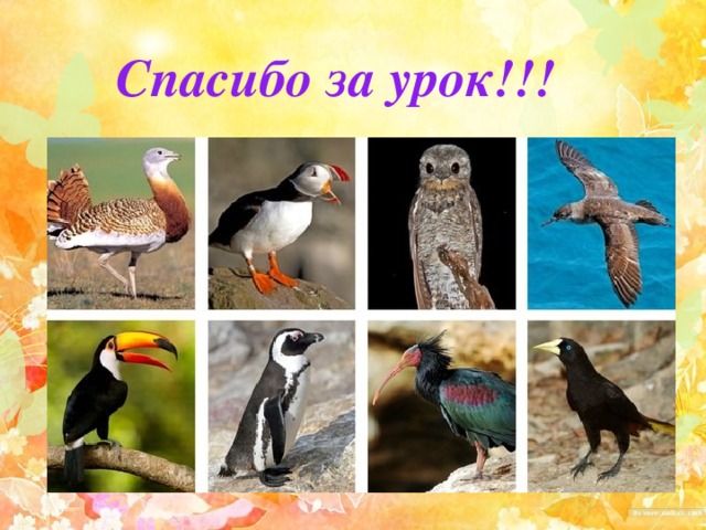 Спасибо за урок!!! 