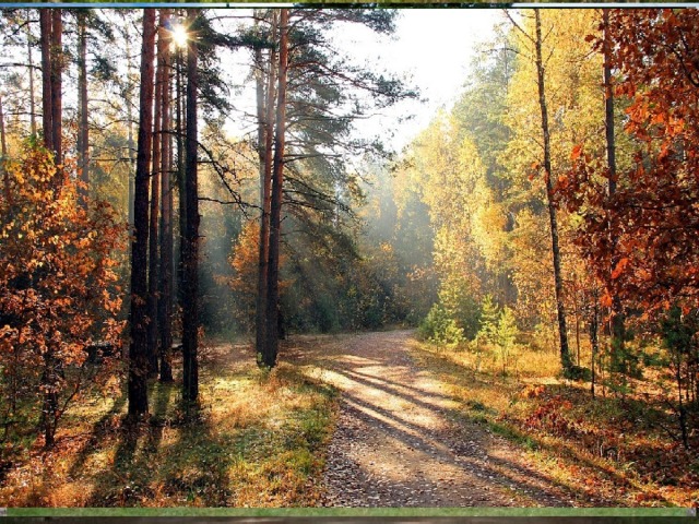 Лесные ресурсы Леса покрывают около третьей части территории страны. Наиболее распространены береза, сосна, ель, дуб, осина, в заболоченных низменных районах на юге имеются сосновые леса.  Луга и пастбища занимают 20 % территории страны.  Беловежская пуща – одна из важнейших достопримечательностей Беларуси. Это остатки первобытного леса, простиравшегося когда-то от Балтийского моря до реки Буг и от Одера до Днепра. Беловежская пуща расположена в Брестской области, входит в число четырех национальных парков Беларуси и является самым большим лесом в центральной Европе. 