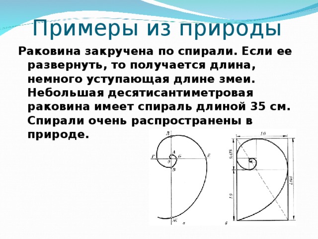 Примеры из природы Раковина закручена по спирали. Если ее развернуть, то получается длина, немного уступающая длине змеи. Небольшая десятисантиметровая раковина имеет спираль длиной 35 см. Спирали очень распространены в природе.  