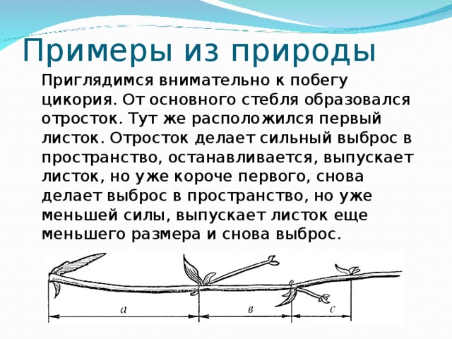 Примеры из природы Приглядимся внимательно к побегу цикория. От основного стебля образовался отросток. Тут же расположился первый листок. Отросток делает сильный выброс в пространство, останавливается, выпускает листок, но уже короче первого, снова делает выброс в пространство, но уже меньшей силы, выпускает листок еще меньшего размера и снова выброс. 