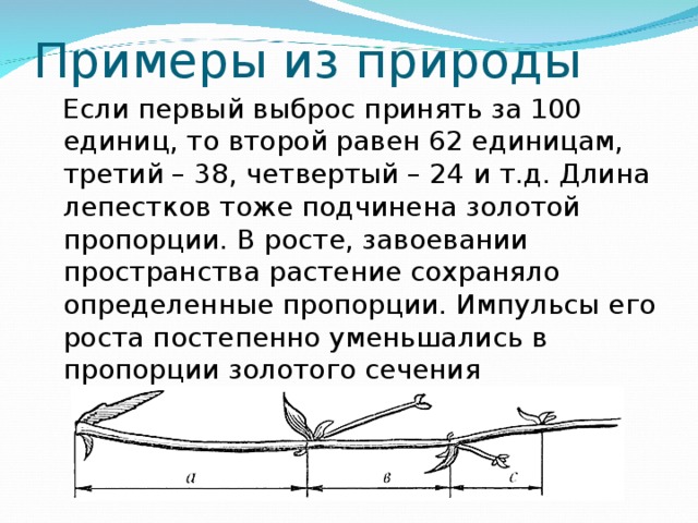 Примеры из природы Если первый выброс принять за 100 единиц, то второй равен 62 единицам, третий – 38, четвертый – 24 и т.д. Длина лепестков тоже подчинена золотой пропорции. В росте, завоевании пространства растение сохраняло определенные пропорции. Импульсы его роста постепенно уменьшались в пропорции золотого сечения 