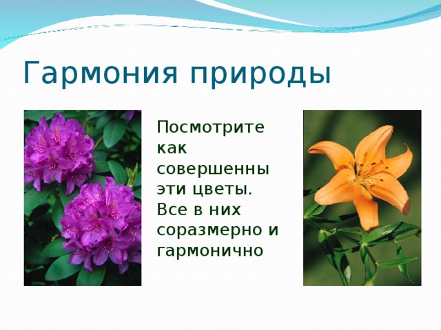 Гармония природы Посмотрите как совершенны эти цветы. Все в них соразмерно и гармонично 