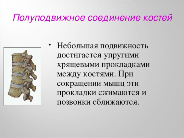 Полуподвижно соединены кости. Полуподвижное соединение позвонков. Полуподвижное соединение костей. Полуподвижные соединения суставы костей. Полуподвижное соединение хрящей.