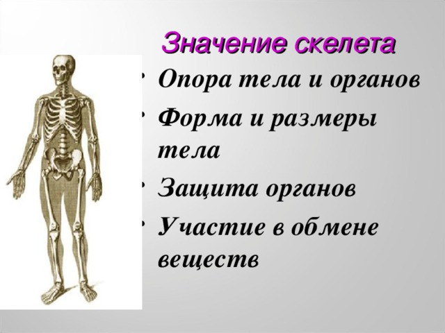 Скелет опора организма 6 класс биология презентация