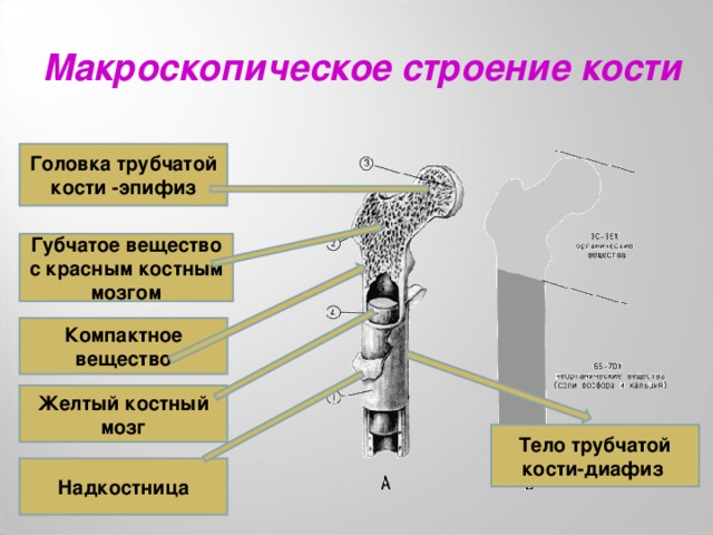 Рост губчатых костей. Трубчатые кости костный мозг. Строение кости желтый костный мозг. Желтый костный мозг строение. Диафиз желтый костный мозг.