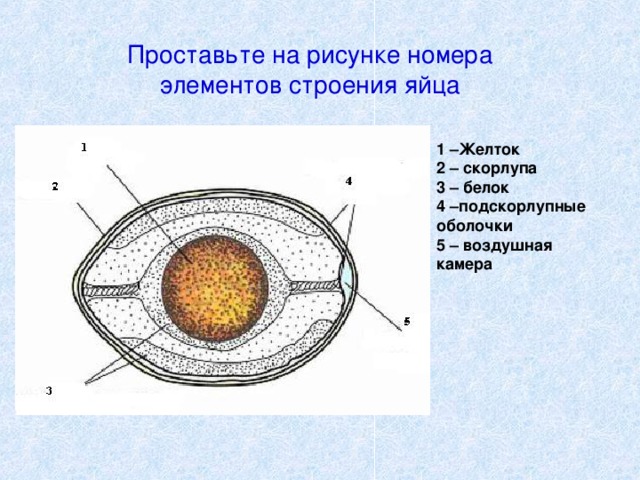 На рисунке изображено строение яйца птицы какой буквой