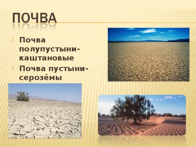 Почва полупустыни- каштановые Почва пустыни- серозёмы 