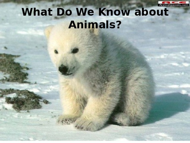 What Do We Know about Animals? 