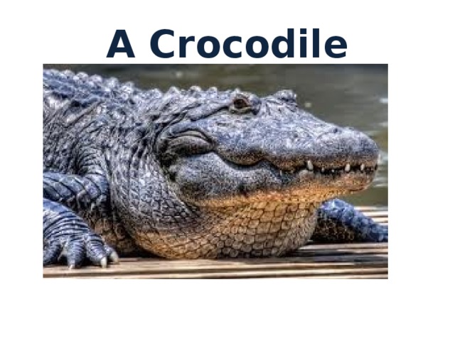 A Crocodile It is an animal. It lives in the jungle. It has a big mouth, a long body, short legs and a long tail. It is green. What animal is it? 