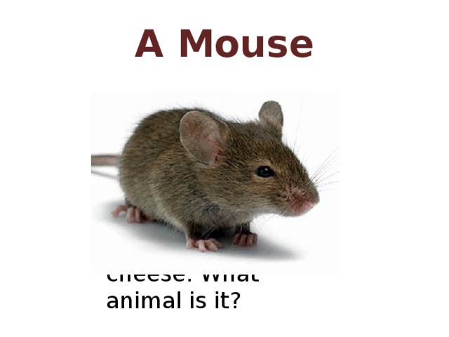 A Mouse It is an animal. It can run and climb. It is small. It is grey. It has a long tail. It lives in a hole. It eats cheese. What animal is it? 