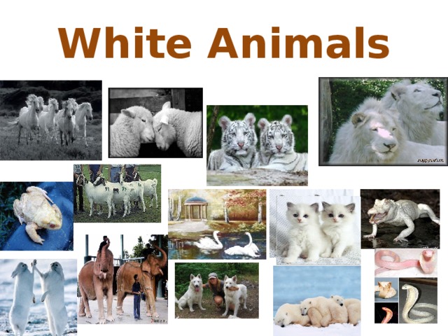 White Animals 