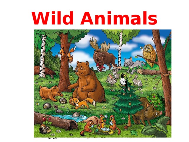 Wild Animals 