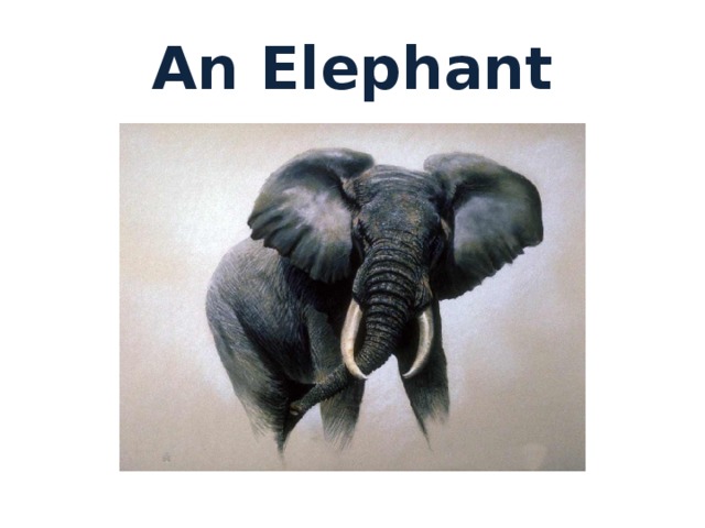 An Elephant It is a big animal. It lives in the forest. It has big ears, a long nose, a short tail. It is grey. It can be wild or domestic. What animal is it? 