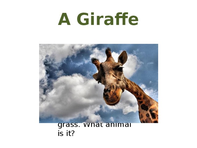 A Giraffe   It is an animal. It lives in the forest. It has a long thin neck and long thin legs. It is orange and brown. It eats grass. What animal is it? 