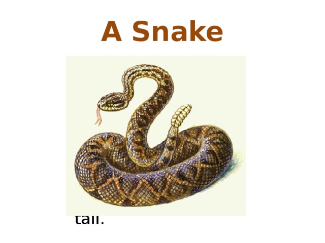 A Snake It is an animal. It lives in the forest. It has no ears, no legs, no arms. It has only one long tail. . 