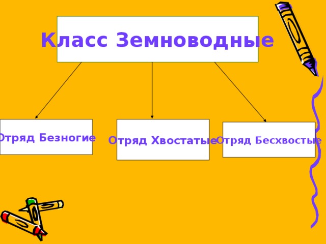 Класс Земноводные Отряд Безногие Отряд Хвостатые Отряд Бесхвостые 16 