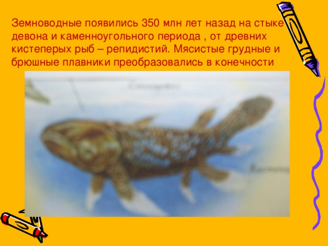 Земноводные появились 350 млн лет назад на стыке девона и каменноугольного периода , от древних кистеперых рыб – репидистий. Мясистые грудные и брюшные плавники преобразовались в конечности  