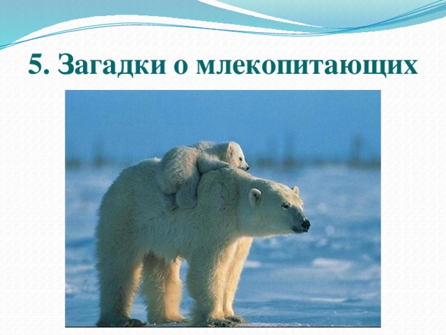Медведь относится к млекопитающим животным