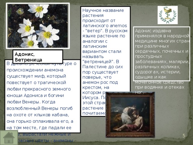 Презентация по биологии "Мифы и легенды о растениях"