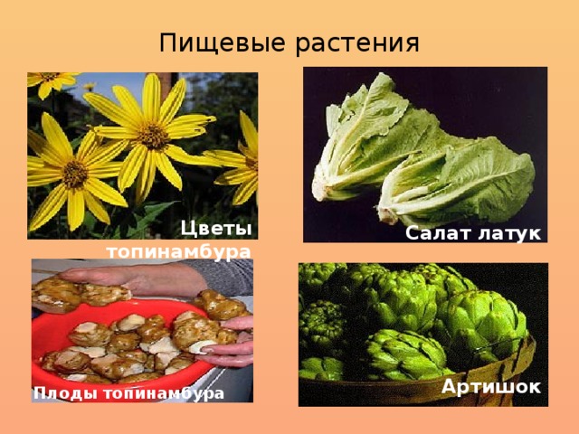 Пища из растений примеры Презентация по биологии "Семейство сложноцветные"