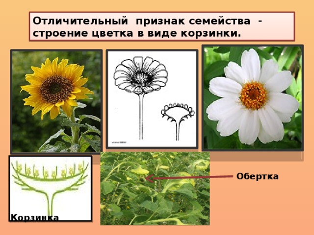 Тесты по биологии по семействам. Характерные признаки корзинки.