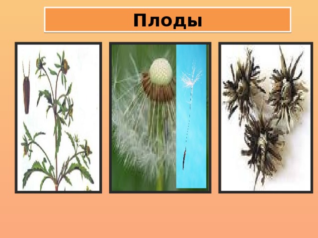 Сложноцветные корневая система. Семянка семейство. Семянка одуванчика строение. Семянка представители. Плод у сложноцветных коробочка.