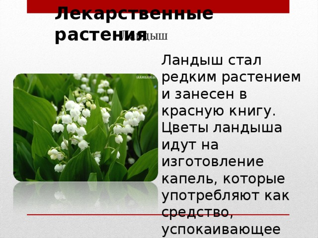 Какие ландыши занесены в красную книгу россии фото и названия