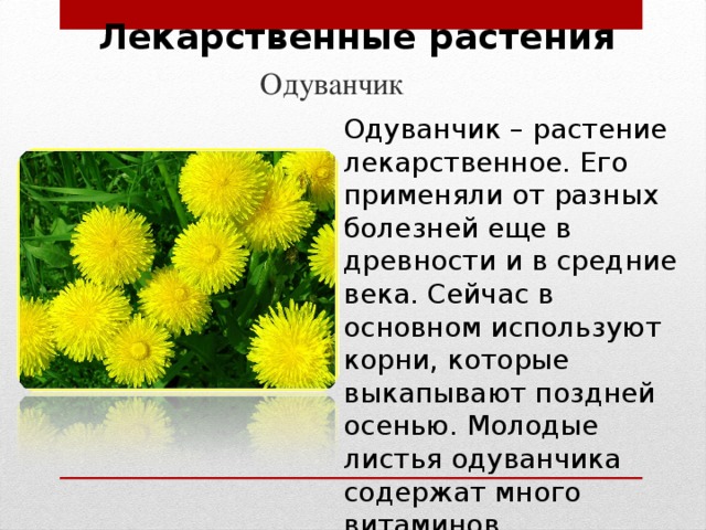 Описание одуванчика в научном стиле [Есть ответ]