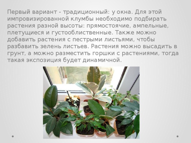 Проект роль комнатных растений в жизни человека
