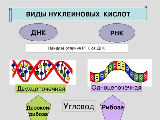 Рнк и днк презентация 10 класс