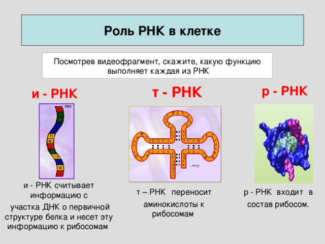 Рнк в 1с как расшифровывается