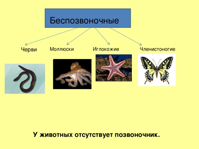 Беспозвоночные Черви Моллюски Иглокожие Членистоногие У животных отсутствует позвоночник. 