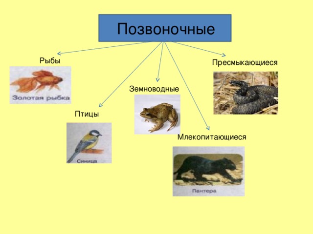 Позвоночные Рыбы Пресмыкающиеся Земноводные Птицы Млекопитающиеся 