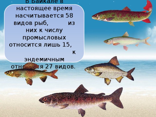 Рыбы байкала фото с названиями для детей