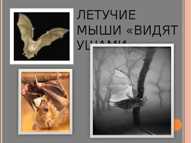 строение уха летучей мыши. какие цвета видят орлы. как видит мышка. как видят мыши. какое животное видит все цвета.