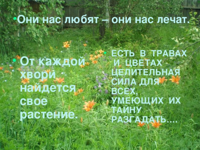 Они нас любят – они нас лечат.  ЕСТЬ В ТРАВАХ И ЦВЕТАХ ЦЕЛИТЕЛЬНАЯ СИЛА ДЛЯ ВСЕХ, УМЕЮЩИХ ИХ ТАЙНУ РАЗГАДАТЬ…. От каждой хвори найдется свое растение. 