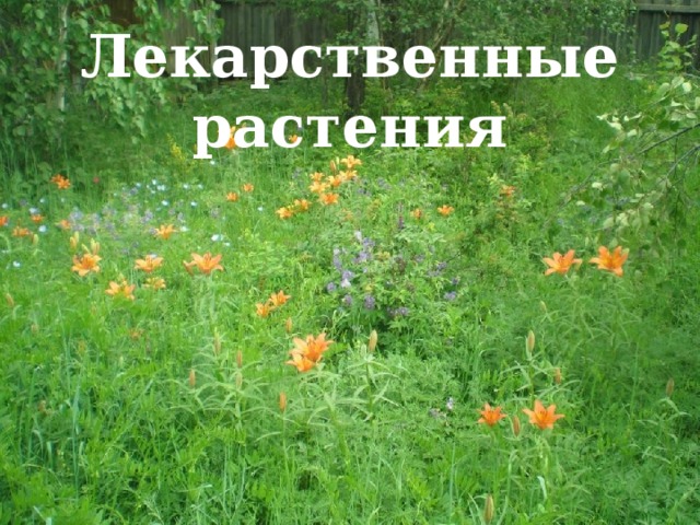 Лекарственные растения 