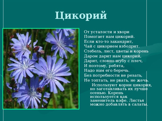 Цикорий группа растений. Цикорий растение описание для детей 3 класса. Цикорий обыкновенный стебель. Цикорий голубой Сложноцветные растения. Цикорий обыкновенный строение цветка.