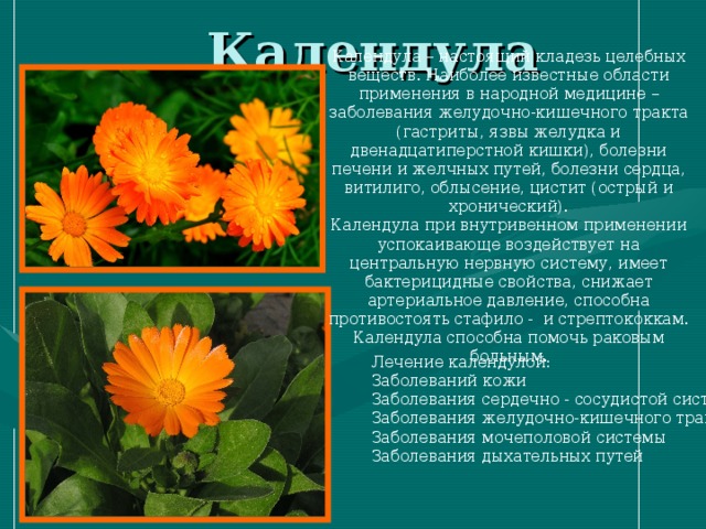 Описание применения. Календула лечебные свойства. Календула полезные св-ва. Календула лекарственные свойства. Характеристика календулы лекарственной.