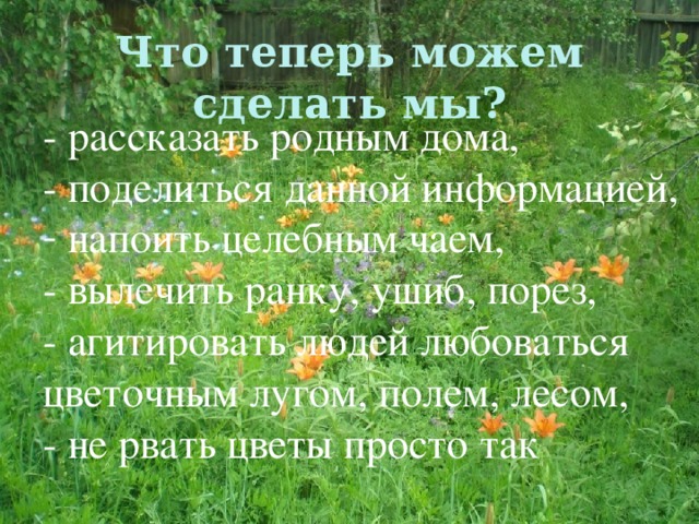 Что теперь  можем сделать мы? - рассказать родным дома, - поделиться данной информацией,  напоить целебным чаем, - вылечить ранку, ушиб, порез, - агитировать людей любоваться цветочным лугом, полем, лесом, - не рвать цветы просто так  