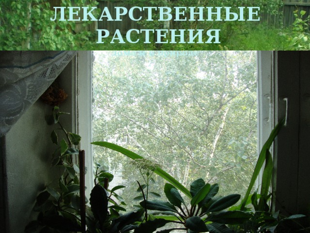 ЛЕКАРСТВЕННЫЕ  РАСТЕНИЯ  дома и в природе    