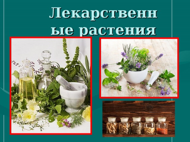 Лекарственные растения 