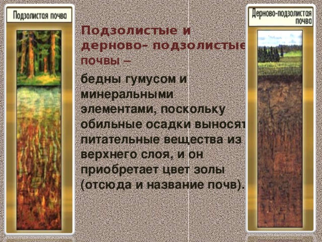 Подзолистые и дерново– подзолистые почвы – бедны гумусом и минеральными элементами, поскольку обильные осадки выносят питательные вещества из верхнего слоя, и он приобретает цвет золы (отсюда и название почв).  