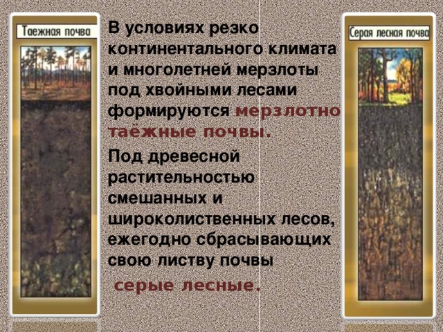 В условиях резко континентального климата и многолетней мерзлоты под хвойными лесами формируются мерзлотно-таёжные почвы. Под древесной растительностью смешанных и широколиственных лесов, ежегодно сбрасывающих свою листву почвы  серые лесные. 