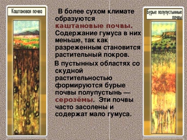  В более сухом климате образуются каштановые почвы. Содержание гумуса в них меньше, так как разреженным становится растительный покров.  В пустынных областях со скудной растительностью формируются бурые почвы полупустынь — серозёмы . Эти почвы часто засолены и содержат мало гумуса. 