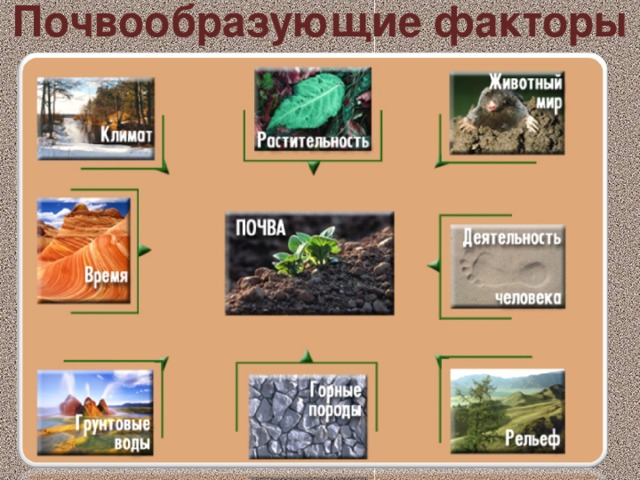 Почвообразующие факторы 