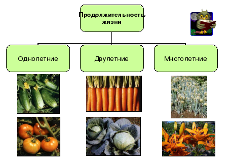 Разработка Урока По Биологии "Культурные И Дикорастущие.