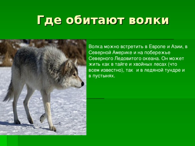 Волка можно встретить в Европе и Азии, в Северной Америке и на побережье Северного Ледовитого океана. Он может жить как в тайге и хвойных лесах (что всем известно), так  и в ледяной тундре и в пустынях. 