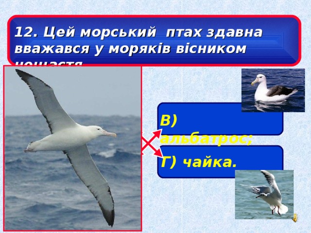Чайка и альбатрос отличия фото