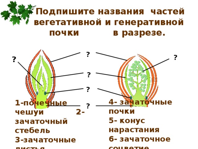  Подпишите названия частей вегетативной и генеративной почки в разрезе.   ? ? ? ? ? ? 4- зачаточные почки 5- конус нарастания 6- зачаточное соцветие 1-почечные чешуи 2- зачаточный стебель 3-зачаточные листья  